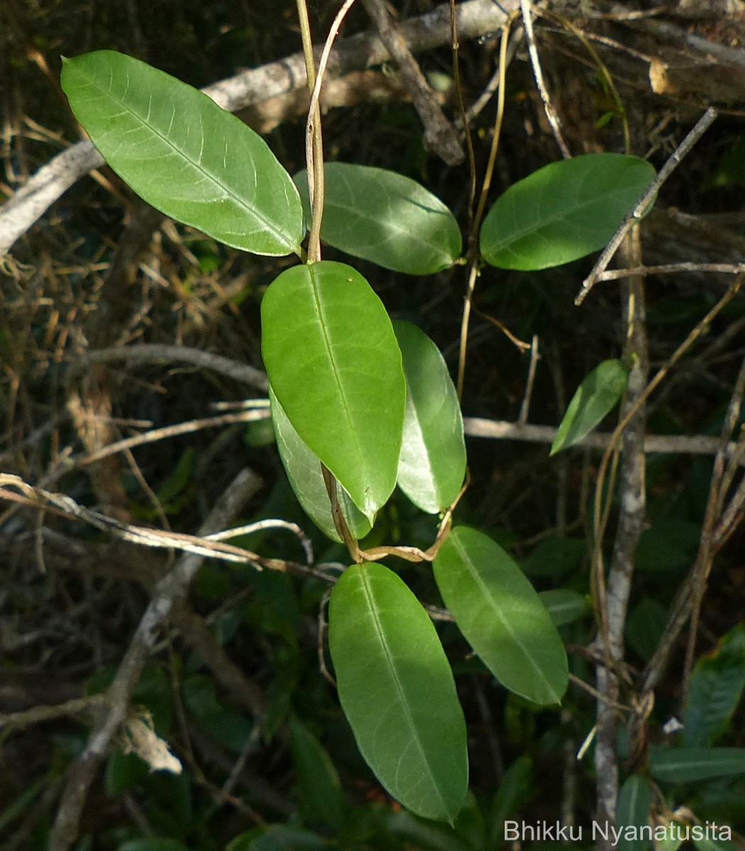 Hemidesmus indicus (L.) R.Br.